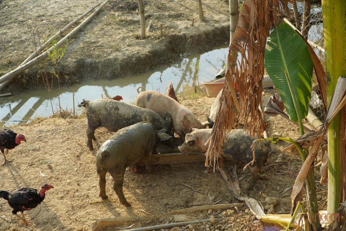 Pigs living, eating and resting in a spacious, natural environment like the traditional vuon-ao-chuong model.