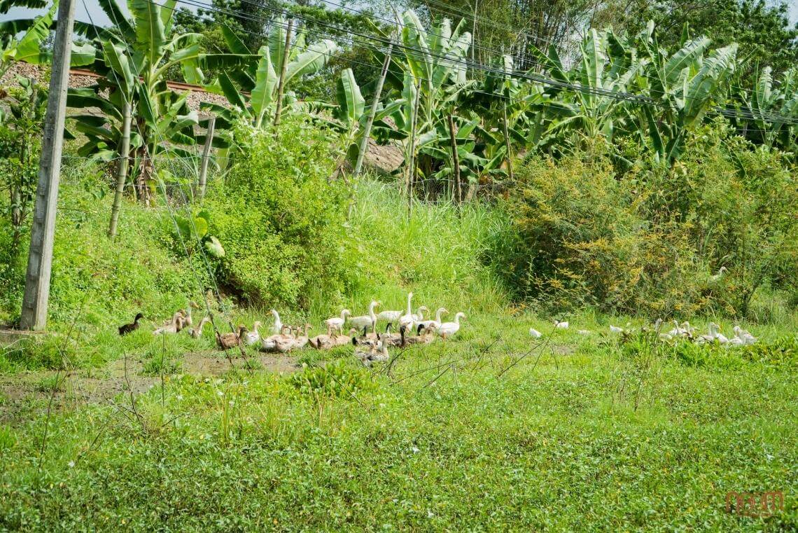 Ducks eagerly foraging for on-farm feeds from nutrient-rich aquatic habitats to chopped on-site materials like banana trunks, rice hulls, etc.