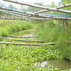 Hệ thống mương lớn thuộc hàng rào cách ly bao bọc xung quanh farm với hệ cây dạng giúp lọc và kiểm soát chất lượng nước đầu vào trước khi tiến hành canh tác.