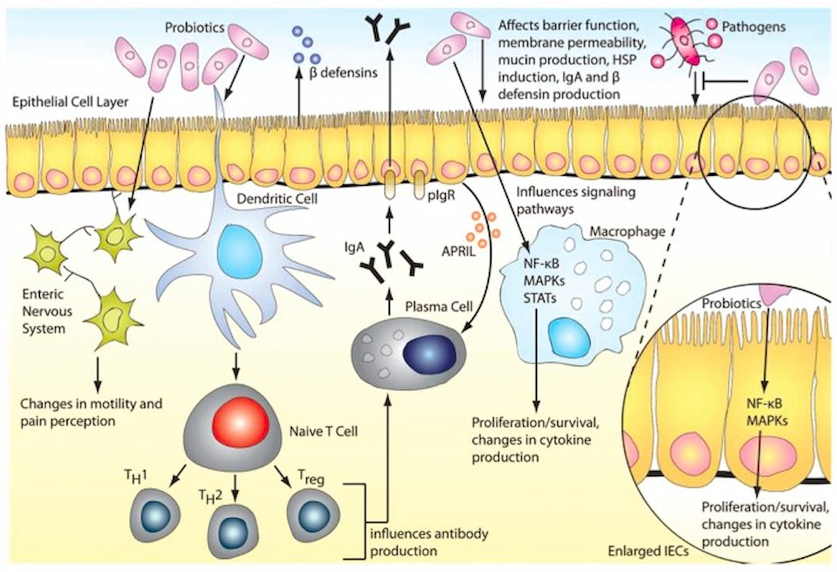 Hình 2: Cơ chế Probiotic trong đường tiêu hóa của con người.