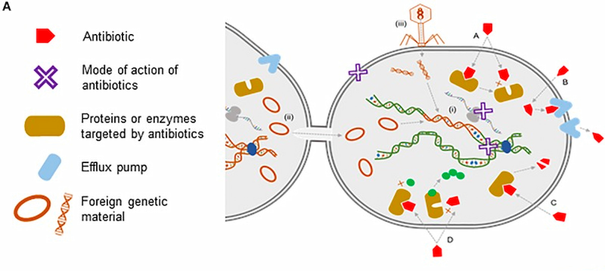 Hình 6: (A) Minh họa về phương thức hoạt động của kháng sinh, sự truyền các yếu tố quyết định kháng thuốc và sinh hóa của kháng kháng sinh. 