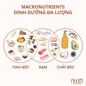 Dinh dưỡng đa lượng (Macconutrients)