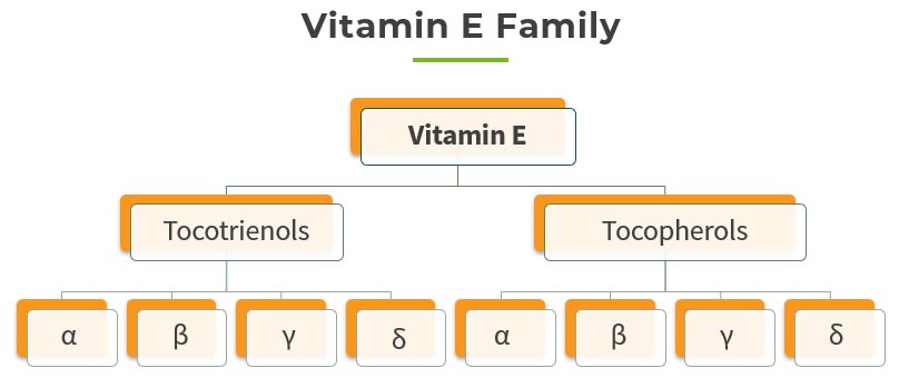 nhom vitamin E