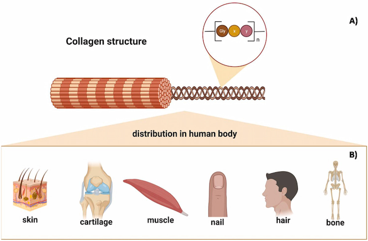 Cấu trúc hóa học (A) và sự phân bố collagen trong cơ thể (B) (Nguồn: NCBI)