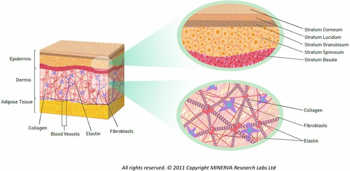 Cấu trúc làn da khỏe mạnh, trong đó có các sợi collagen giữ vai trò quyết định sự săn chắc, đàn hồi của làn da