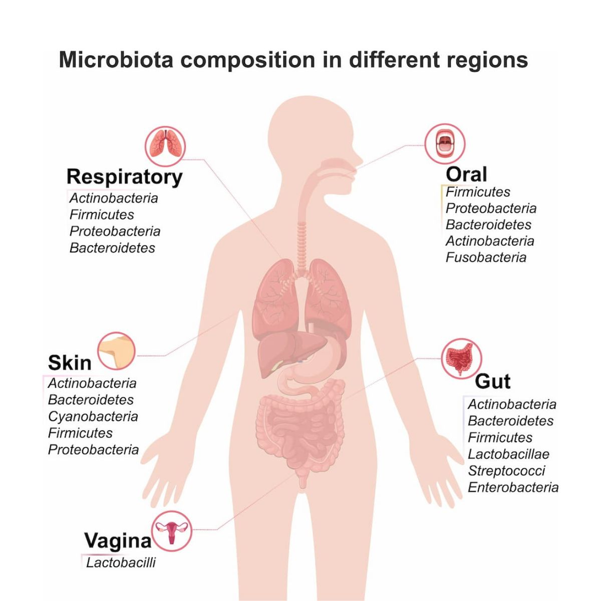 Cách hệ vi sinh vật trên cơ thể người và các loại vi khuẩn chiếm ưu thế trong khoang miệng, đường hô hấp, da, ruột và âm đạo.