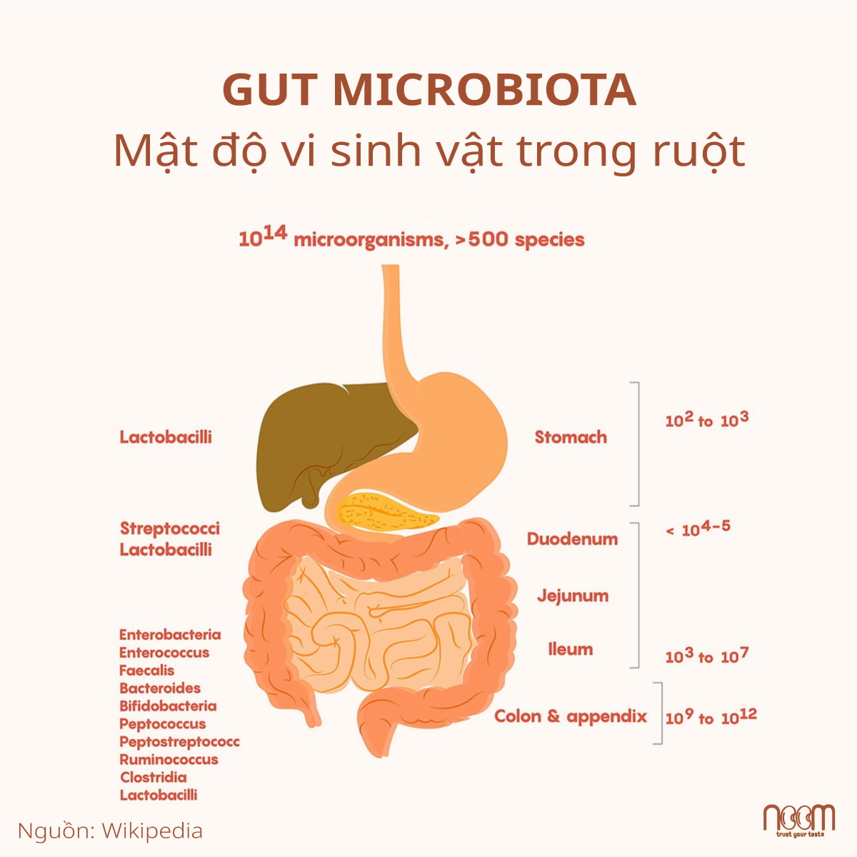 Mật độ vi sinh vật trong ruột và xu hướng chung về gia tăng độ phức tạp và nồng độ của vi khuẩn xuống đường tiêu hóa. Nguồn: Wikipedia