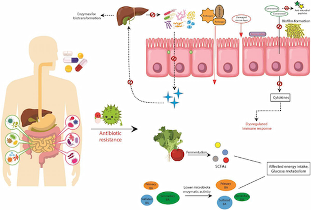 Tác dụng của kháng sinh đối với vật chủ thông qua hệ vi sinh vật đường ruột rất lớn, ảnh hưởng đến điều hòa miễn dịch, trao đổi chất và do đó ảnh hưởng đến sức khỏe tổng thể. (Nguồn: MicrobiologyOpen)