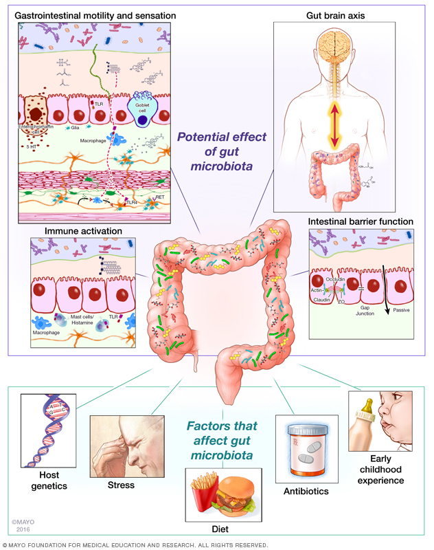 Minh họa toàn diện về tác động của hệ vi sinh vật đường ruột đối với sinh lý vật chủ và các yếu tố ảnh hưởng đến thành phần hệ vi sinh vật đường ruột đối với sức khỏe và bệnh tật.