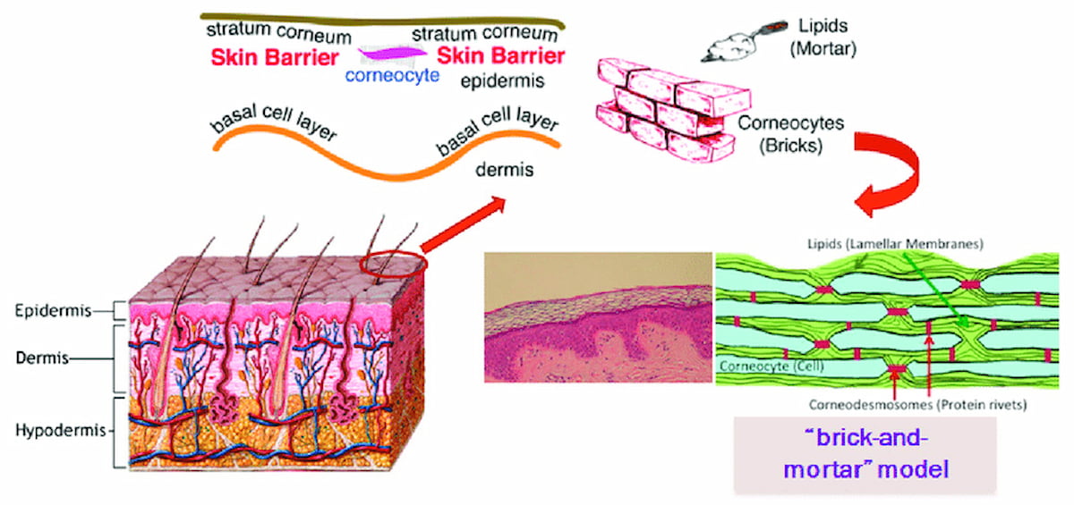 Chất béo như lớp vữa liên kết các tế bào sừng tạo thành một hàng rào bảo vệ vững chắc cho da. Nguồn: Science Direct