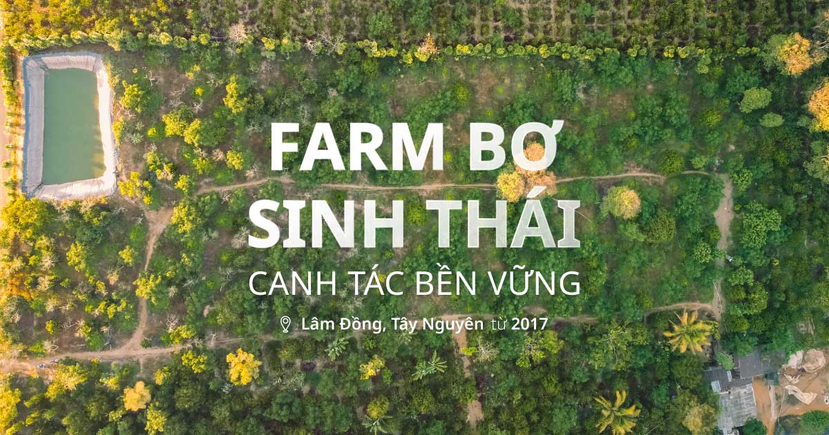 cách trồng bơ hữu cơ sinh thái bền vững