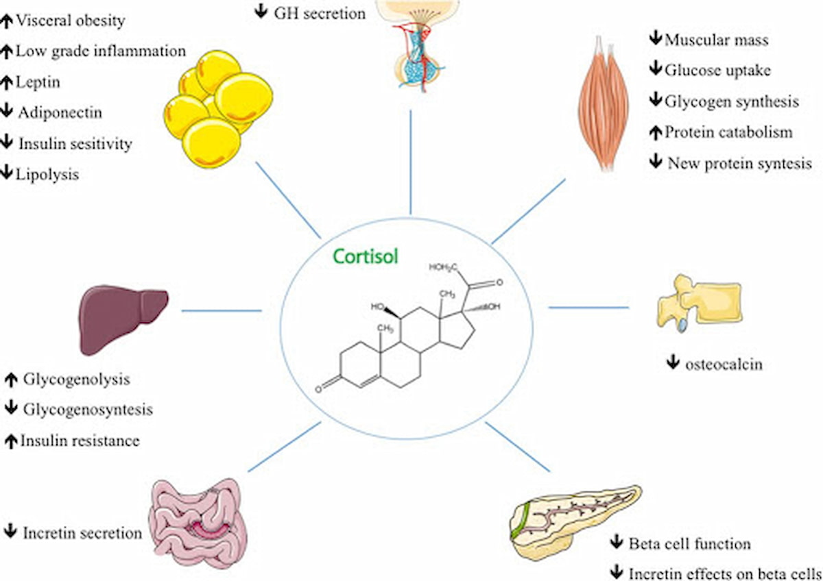 Lợi ích của sự bận rộn “tích cực” đến từ cortisol