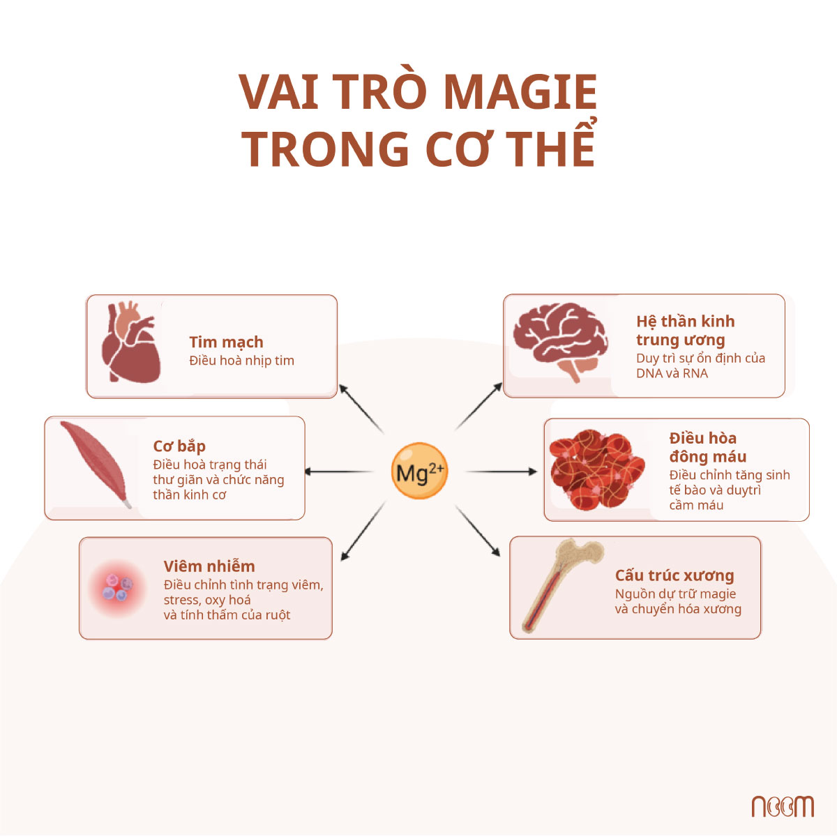 Vai trò Magie trong cơ thể