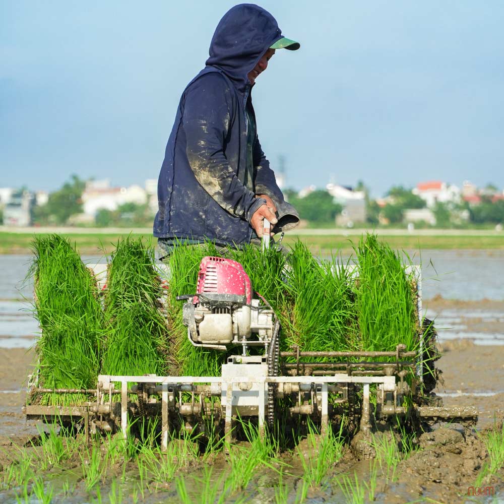 trồng lúa hữu cơ