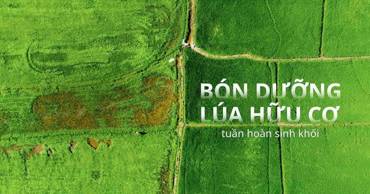 Noom trong lua huu co 210725 1
