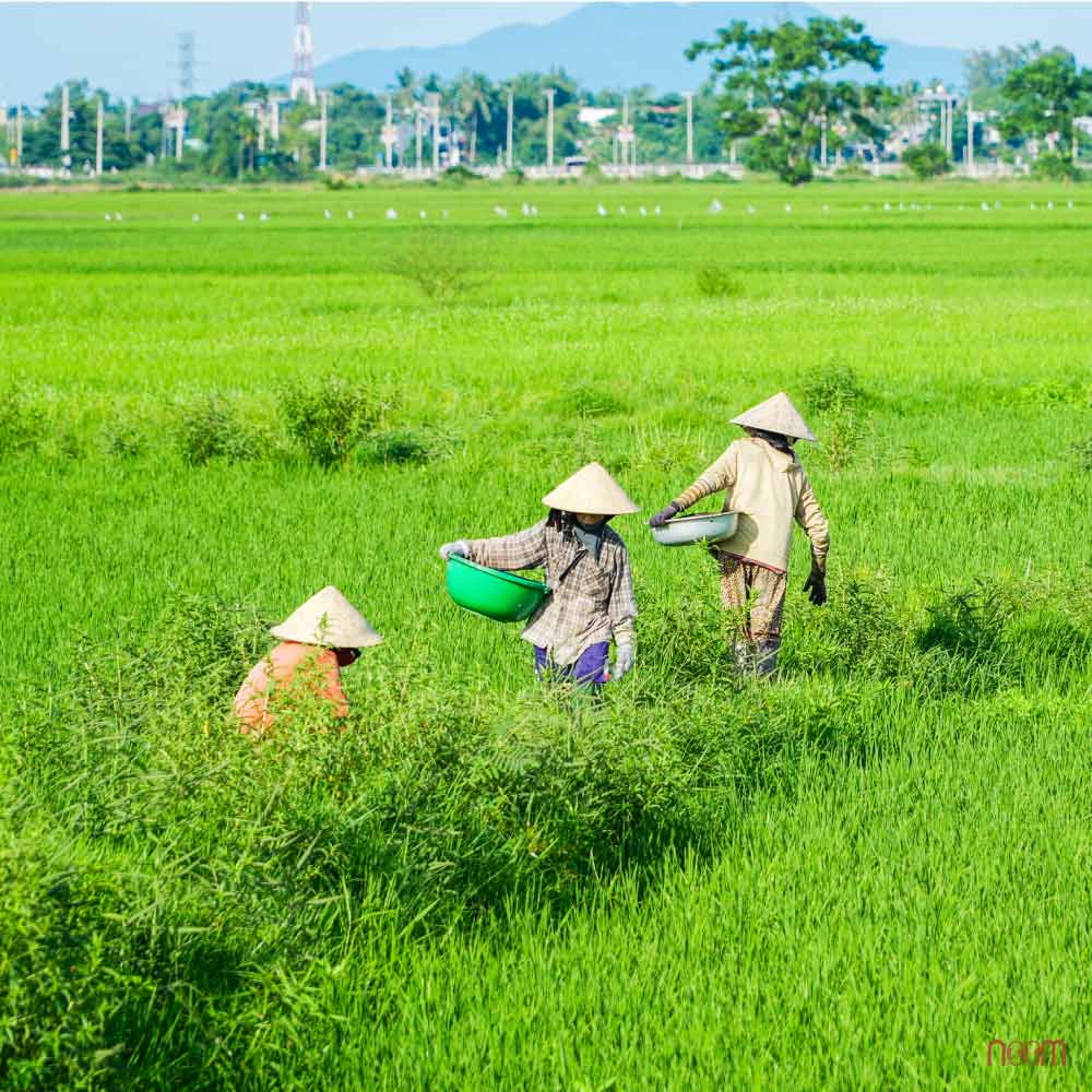 Noom trong lua huu co 210725 3
