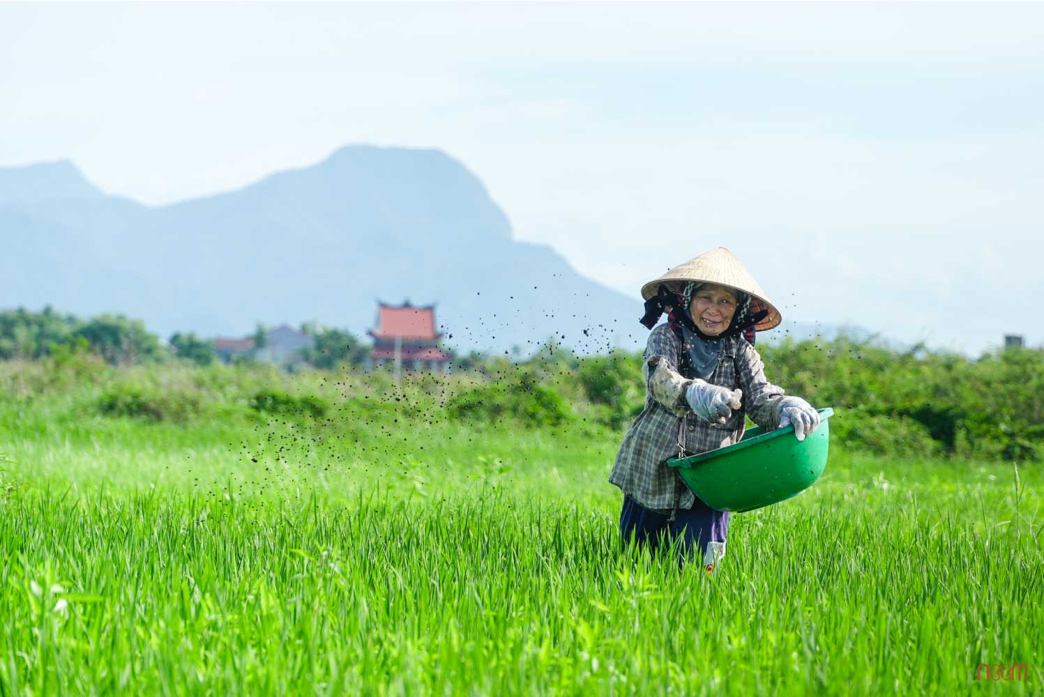 Noom trong lua huu co 210725 4